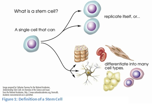 Реферат: Stem Cell Research Essay Research Paper Stem Реферат: Stem Cell Research Essay Research Paper Stem